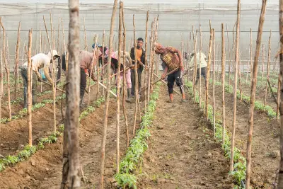 Social-Economic Development in Agriculture Course