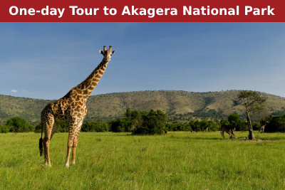 One-day Tour to Akagera National Park. gallery image